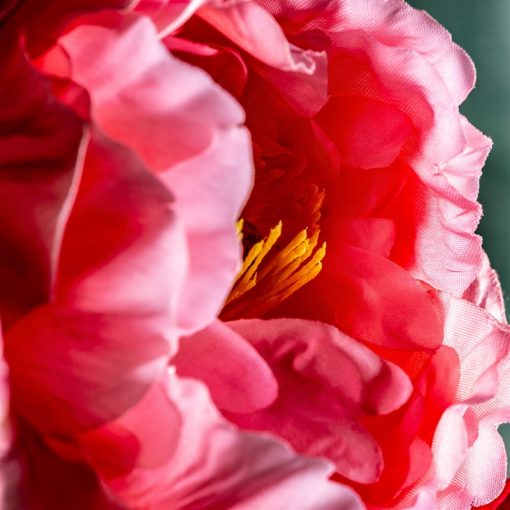 FLOR PEONIA - Imagen 5