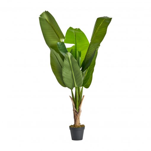 PLANTA BANANERA