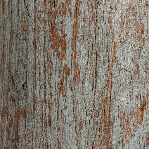 COLUMNA HADU - Imagen 2